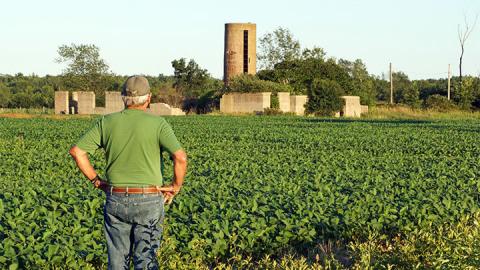 What You Need to Know About Dicamba Damage