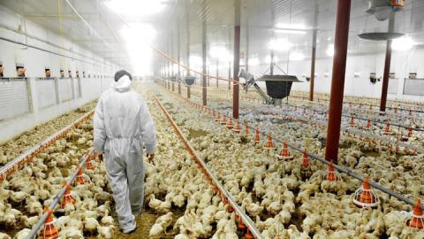 Tyson Foods in Hot Water After Price-Fixing Conspiracy
